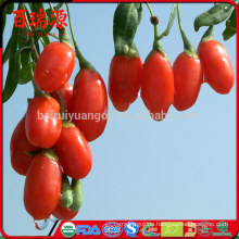 100% Bio Goji Goji Beeren getrocknete Goji Beere mit hoher Exportquote